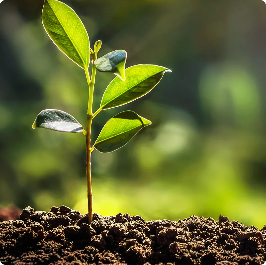 plant grows